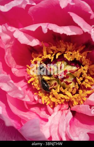 Une vue rapprochée d'une abeille nichée dans une fleur de pivoine rose vibrante, entourée de pétales délicats et d'étamines jaunes complexes, soulignant le beau Banque D'Images