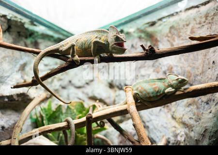 Une paire de Chamaeleo calyptratus, connus sous le nom de caméléons voilés, perchée sur des branches dans un enclos naturaliste. Leurs couleurs vibrantes et leur appearan unique Banque D'Images