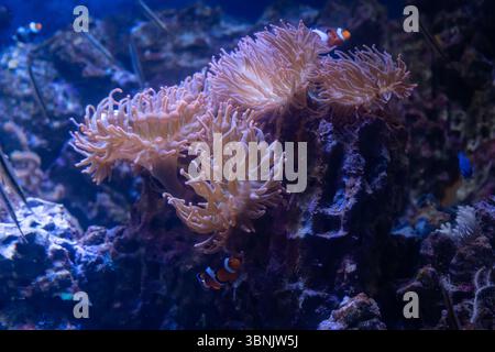 Un aquarium marin vibrant présente des anémones quadricolores Entacmaea, mettant en valeur ses tentacules se balançant avec des poissons-clowns parmi le fond de récif corallien, Banque D'Images