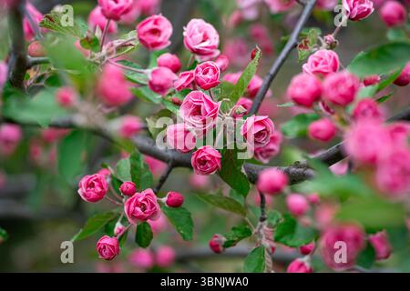 Des fleurs de pomme rose éclatantes en pleine floraison, serties sur des feuilles vertes luxuriantes, créent un spectacle étonnant de beauté printanière. Idéal pour un jardin sur le thème de Banque D'Images