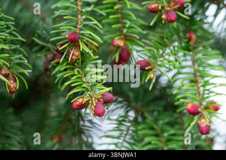 Gros plan d'un sapin orné de cônes rouges éclatants, mettant en valeur les détails complexes de ses aiguilles à feuilles persistantes. L'image capture l'essence de na Banque D'Images