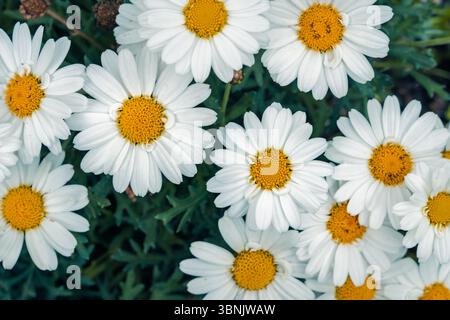 Un groupe de marguerites blanches avec des centres jaunes vibrants fleurissent dans un cadre de jardin luxuriant, incarnant la fraîcheur et le rajeunissement du printemps avec leur Banque D'Images