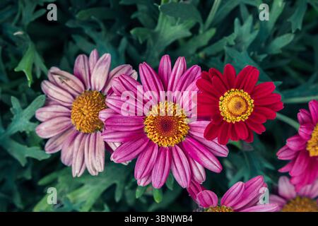 Une superbe exposition de marguerites de printemps colorées en pleine floraison, avec des pétales roses et rouges vifs avec des centres jaune vif, sur un vert luxuriant Banque D'Images