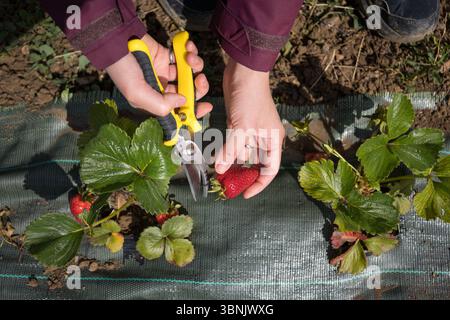 Les mains récoltent soigneusement les fraises mûres à l'aide de cisailles d'élagage, mettant en valeur des pratiques de jardinage durables et un engagement envers un style de vie biologique Banque D'Images