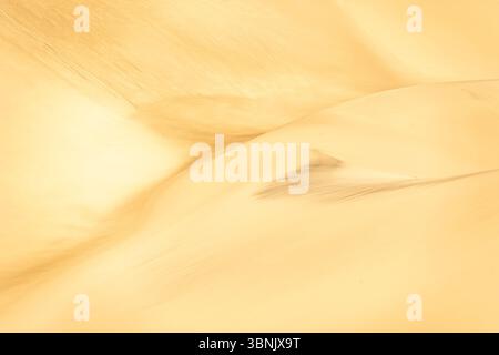 Paysage captivant de dunes de sable doré présentant des textures et des motifs complexes. L'image capture la beauté sereine du désert sculpté par le vent fo Banque D'Images