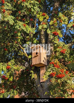 Un nichoir en bois est attaché à un arbre rowan éclatant de baies rouges et de feuilles vert-jaune, capturant l'essence du début de l'automne dans un cadre paisible, Banque D'Images