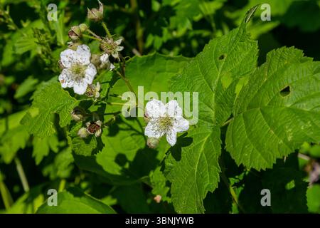Fleur de dewberry européenne Rubus caesius en été. Banque D'Images