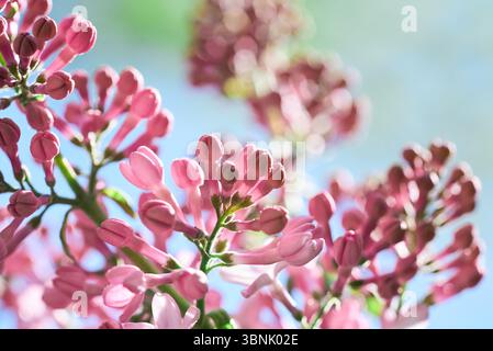 Les délicates fleurs de lilas roses capturent l'essence du printemps, mettant en valeur leur beauté complexe sur un fond doux et flou. Un symbole parfait de Banque D'Images