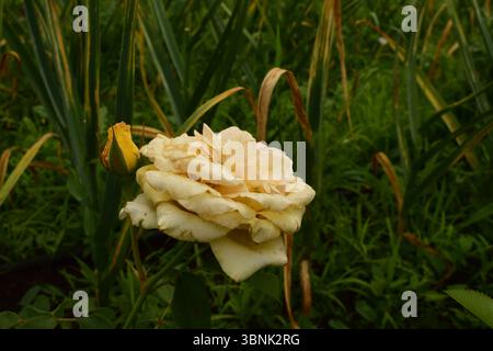 Gros plan d'une rose jaune pâle avec des gouttelettes d'eau après la pluie, entourée d'herbe verte et de plantes de jardin. Scène naturelle fraîche avec détai floral doux Banque D'Images