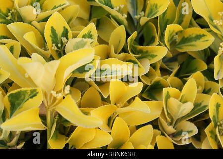 Feuilles panachées jaunes et vertes sur une plante euonymus japonicus dans un jardin Banque D'Images