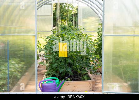 Panneau de piège à colle d'insecte volant collant jaune suspendu à l'intérieur de la serre. Plants de tomates poussant en été. Concept agricole de lutte contre les ravageurs. Banque D'Images