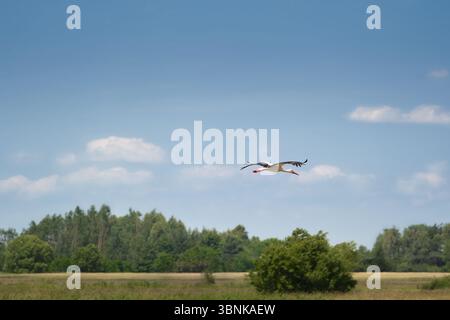 Cigogne blanche volant bas au-dessus d'un champ rural avec ciel bleu et arbres en Pologne Banque D'Images