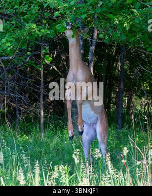 De grands cerfs de Virginie se nourrissent d'arbres dans la forêt pendant le rut au Canada Banque D'Images