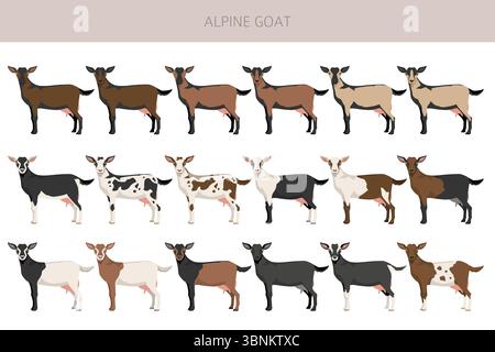 Chèvre alpine. Conception infographique des races de chèvres. Motif plat d'élevage. Illustration vectorielle Illustration de Vecteur