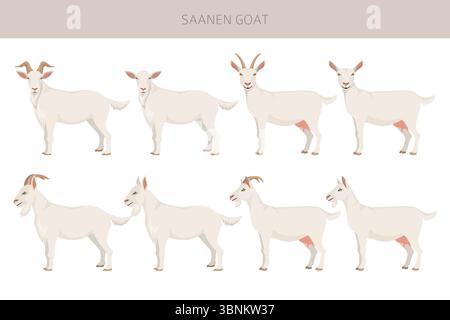 Chèvre Saanen. Conception infographique des races de chèvres. Motif plat d'élevage. Illustration vectorielle Illustration de Vecteur