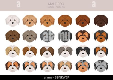 Maltipoo clipart. Mélange de caniche maltais. Ensemble de couleurs de manteau différentes. Illustration vectorielle Illustration de Vecteur