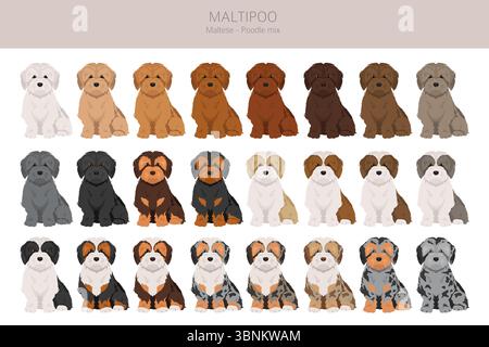 Maltipoo clipart. Mélange de caniche maltais. Ensemble de couleurs de manteau différentes. Illustration vectorielle Illustration de Vecteur