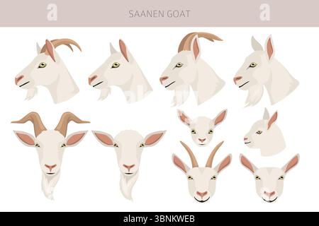Chèvre Saanen. Conception infographique des races de chèvres. Motif plat d'élevage. Illustration vectorielle Illustration de Vecteur