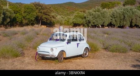 Fiat 500 blanc classique avec des rubans garés dans un champ de lavande fleuri, campagne de Sardaigne Banque D'Images