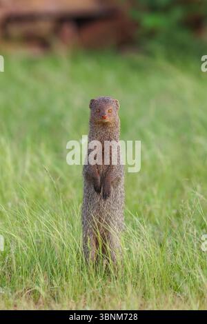 La Mongoose grise indienne ou Mongoose grise asiatique est une espèce originaire du sous-continent indien et de l'Asie occidentale. Banque D'Images