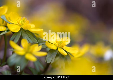 Aconites d'hiver (Eranthis hyemalis) dans le jardin Banque D'Images