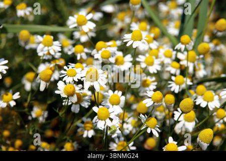 Vraies fleurs de camomille Banque D'Images