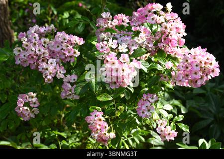 Fleurs d'été blanches et roses délicates de rose arbuste, Rosa 'Ballerina' UK Garden June Banque D'Images