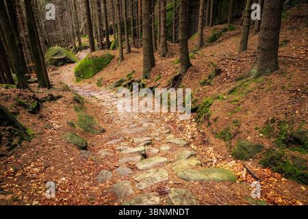 Paisible chemin forestier bordé de pierres et entouré de grands arbres Banque D'Images
