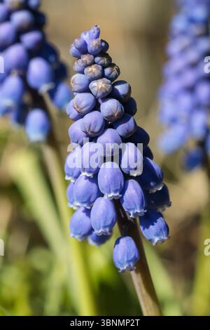 Vue détaillée des fleurs de jacinthe de raisin (Muscari) avec une mise au point nette et une lumière naturelle, photographiée aux pays-Bas en avril Banque D'Images