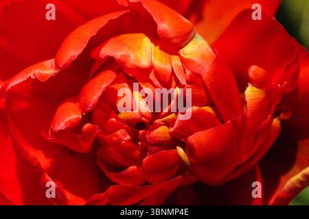 Photographie macro d'une tulipe rouge vif avec des pétales superposés, prise un jour ensoleillé de printemps en Hollande du Sud, pays-Bas Banque D'Images