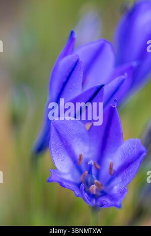 Lis ornemental 'Northern Star' (Agapanthus), gros plan Banque D'Images