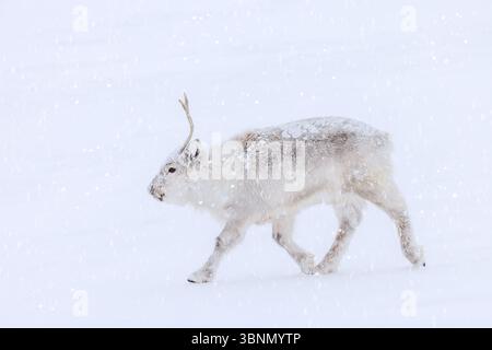 Renne du Svalbard (Rangifer tarandus platyrhynchus) adulte en fourrure d'hiver, se nourrissant sur la toundra enneigée au printemps sur le Spitzberg, Norvège Banque D'Images