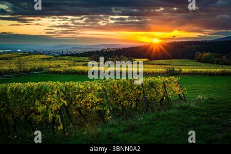 Vignobles sur le Bubenhäuser Höhe, près de Rauenthal dans le Rheingau, atmosphère légère mystique en octobre doré, coucher de soleil Banque D'Images