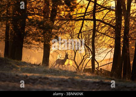 Un chevreuil mâle marche entre les champs. Cerf roé pendant le lever du soleil parmi les arbres. La silhouette d'un cerf dans la lumière du matin. Banque D'Images