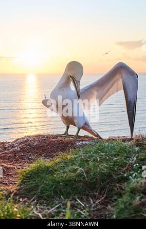Le gannet du Nord (Morus bassanus) court une femelle dans la colonie au coucher du soleil avec la mer en arrière-plan, la faune, Helgoland, Allemagne, Europe Banque D'Images