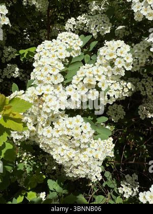 L'image montre des amas denses de petites fleurs blanches avec des centres jaunes entourés de feuillage vert. La photo a été prise à l'extérieur sous sunli direct Banque D'Images