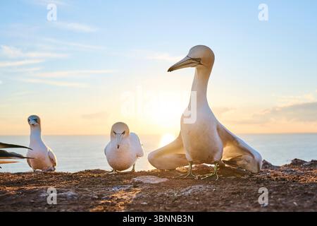 Le gannet du Nord (Morus bassanus) court une femelle dans la colonie au coucher du soleil avec la mer en arrière-plan, la faune, Helgoland, Allemagne, Europe Banque D'Images