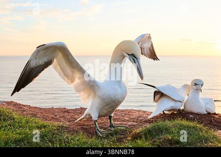 Le gannet du Nord (Morus bassanus) court une femelle dans la colonie au coucher du soleil avec la mer en arrière-plan, la faune, Helgoland, Allemagne, Europe Banque D'Images
