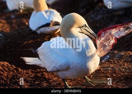 Gannet nordique (Morus bassanus) dans la colonie, faune, Helgoland, Allemagne, Europe Banque D'Images