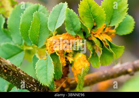 Gros plan des pustules fongiques de la rouille (genre phragmidium, phragmidiaceae) affectant les feuilles fraîches du printemps d'un rosier. Banque D'Images