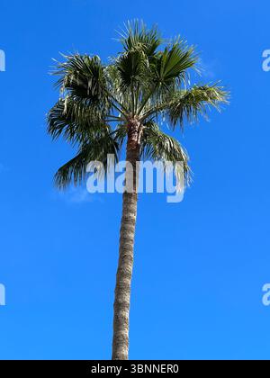 Un palmier vibrant atteint le ciel par une belle journée ensoleillée. Banque D'Images