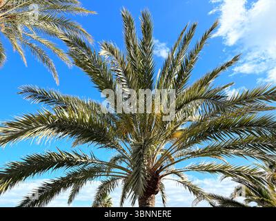 Frondes de palmiers atteignant un ciel bleu vif avec des nuages éparpillés par une journée ensoleillée. Banque D'Images