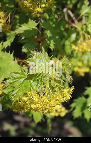 Érable norvégien Globosum branche avec fleurs - nom latin - Acer platanoides Globosum. Banque D'Images