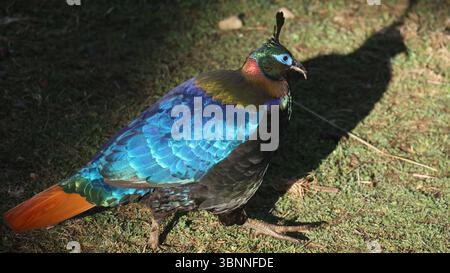 Monal de l'Himalaya (Lophophorus impejanus), oiseau splendide du Bhoutan Banque D'Images