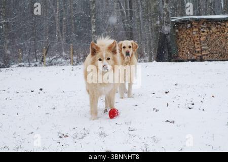 Chiens jouant dans la neige en hiver. Banque D'Images