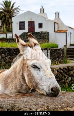 Vue de côté gros plan portrait de l'âne nain mâle des Açores, Associação de Criadores do Burro Anão da Ilha da Graciosa, île de Graciosa, Açores, Portugal Banque D'Images
