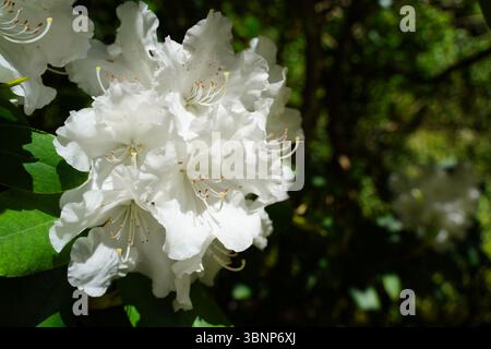 Rhododendrons aux jardins Butchart dans la baie de Brentwood sur l'île de Vancouver, Canada Banque D'Images