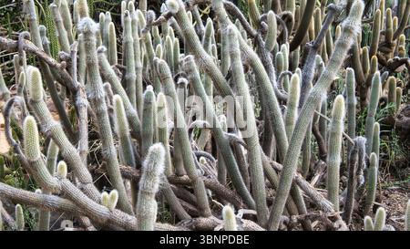Grand enchevêtrement de cactus avec des épines molles et des bras ramifiés dans le jardin de cactus Banque D'Images