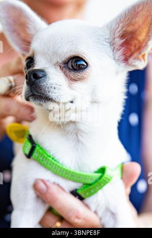 Chihuahua blanc dans les bras du propriétaire, joli portrait d'un petit chien Banque D'Images