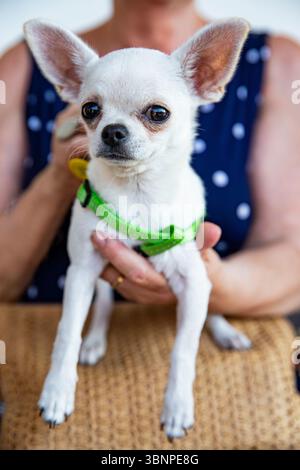Gros plan d'un Chihuahua blanc au look expressif. Race de petit chien Banque D'Images